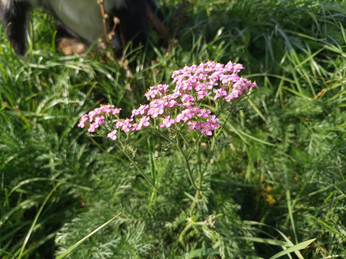 Phytotherapie